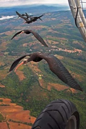 Training flight: The ibises followed behind researchers in a paraplane.