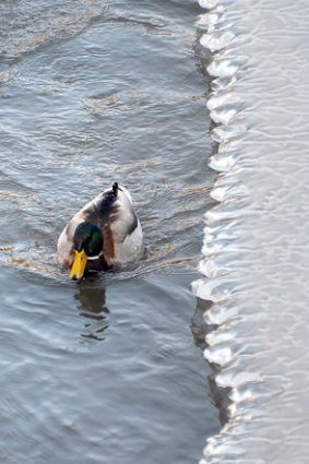 A duck swims near a frozen bank of a canal in eastern France as temperatures plunged to new lows.