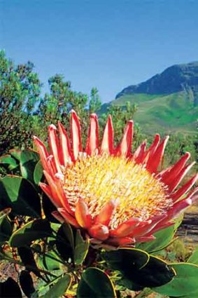A king protea, the ‘‘lion’’ of the fynbos.