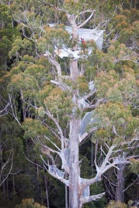 Lonely at the top &#8230; forestry activist Miranda Gibson.