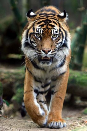 An adult sumatran tiger.