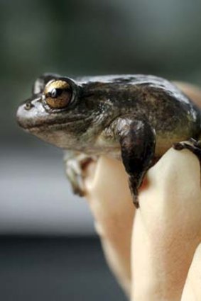 A Booroolong frog at Taronga Zoo.