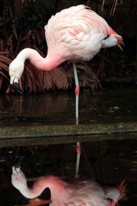 A flamingo is on the loose in Japan.