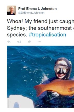 A Twitter image posted by Professor Emma L Johnston showing her friend catching a coral trout off Sydney.
