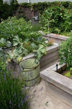 A healthy vegetable plot.