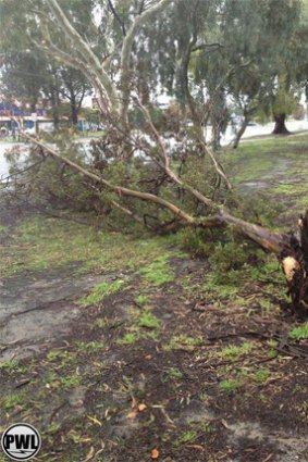 Strong gusts in Thornlie brought down trees in the area.