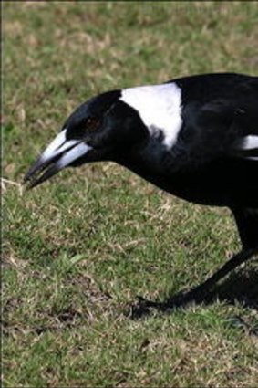 The Australian Black Back magpie.