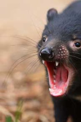 The Tasmanian devil, also endangered, needs human help to survive.