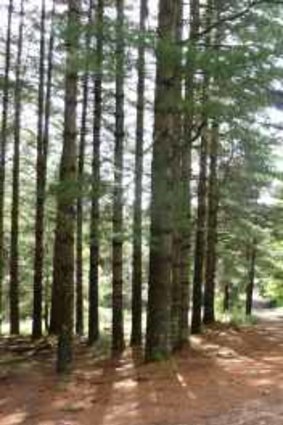 The towering trees of Bendora Arboretum