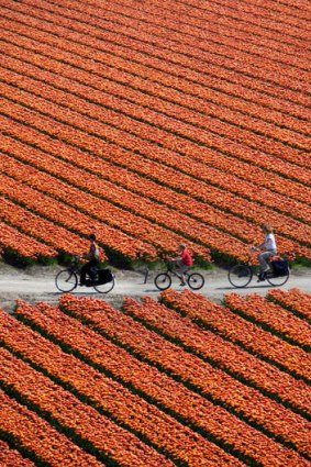 Bloom time: Cycling through the tulip fields.