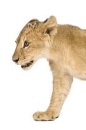 A lion cub.