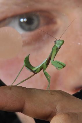 A praying mantis with mantis eye disease.