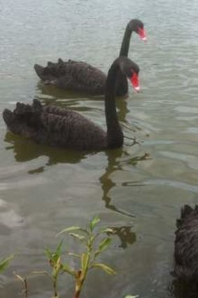 Some of Swan Lake's black swans.