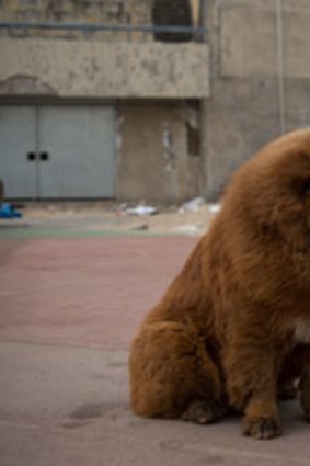 Not a lion: A Tibetan mastiff dog.