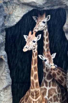 Long faces ... giraffes at Taronga Zoo take shelter during yesterday’s downpour. The rain is expected to continue all week.