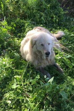 The real-life Oddball, after being rescued from a muddy creek in Warrnambool.