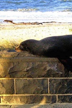 The visiting seal was briefly stuck on top of a bluestone fence.