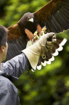 The Falcon School.