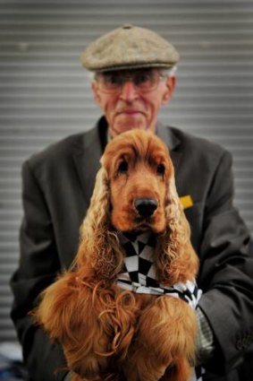 15th Cocker Spaniel National Championships at EPIC today.  " Canyon Classic Rose" with  owner John Kruger.