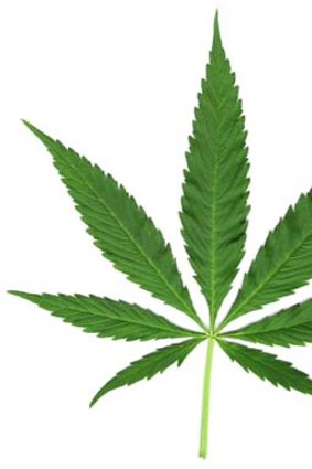 Cannabis : Creeping towards decriminalisation.