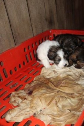Puppies at the "Frazer puppy farm," October 19, 2014. 