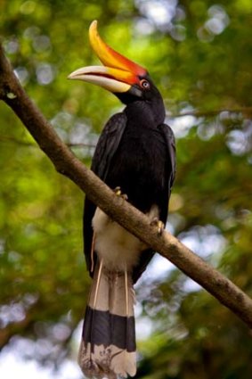 A hornbill bird at Kuala Lumpur Bird Park.