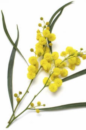 Wattle flowers have huge potential as a national symbol.