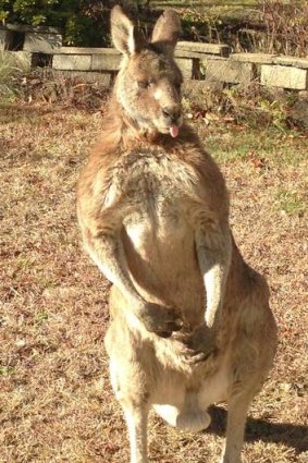 Ainslie's famous emeritus marsupia.