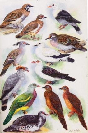 Bird illustrations by Lilian Medland.