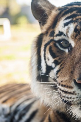 Zookeepers have described the brothers as inquisitive and calm. 