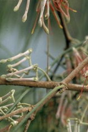 Needle-leaved Mistletoe.