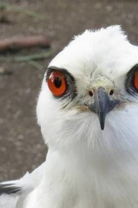 A black shouldered kite.