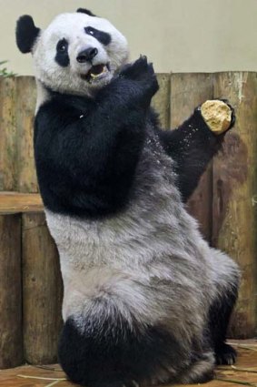 Female panda Tian Tian.