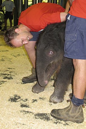 Zoo keeper Tully Johns with the newborn calf.