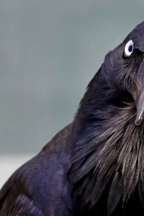 <i>Australian Raven</i>.