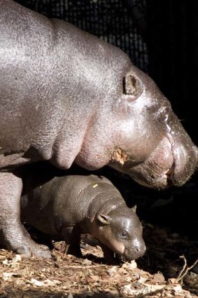 Pygmy hippo calf Kambiri with her mother Petre at Taronga Zoo.