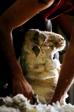 Profit shearing: Ruralco benefited from high wool prices.