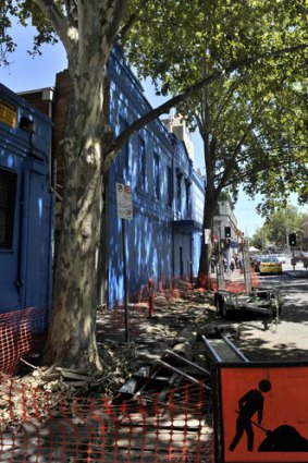 Plane trees set to be removed.