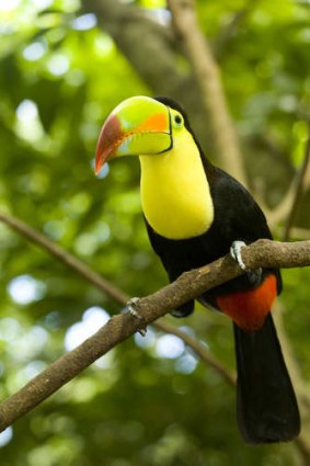 The keel-billed toucan is one of over 300 local bird species.