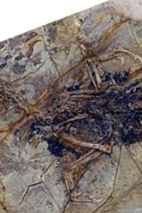 Knocked off its perch ... an Archaeopteryx fossil.