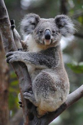 Koala's face extinction from an outbreak of myrtle rust.