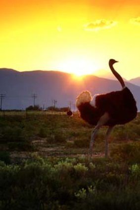 Wide, open space ... an ostrich roams on a wildlife reserve.