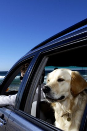 Driving with an unrestrained dog is illegal and motorists face fines up to $422.