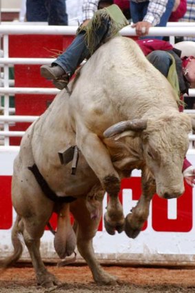 Riding high ... a rodeo star hangs on for his life.