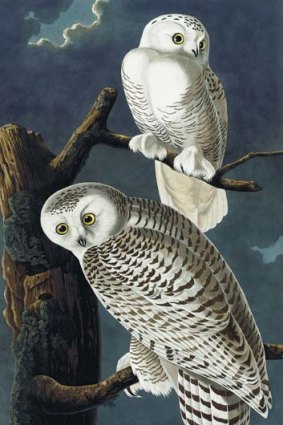 An image of Snowy Owls from the rare first edition set of <i>The Birds of America</i>.
