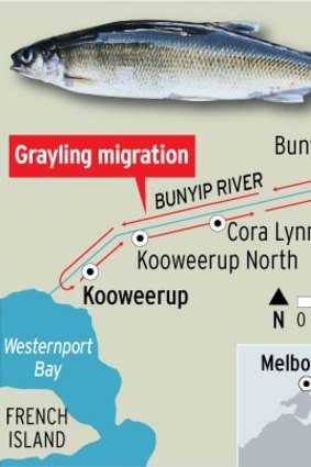 A map of the grayling migration.
