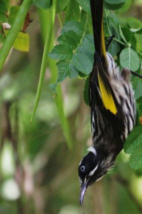 A new holland honeyeater searches foliage for insects.