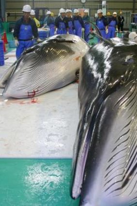 Korean fisheries ministry officials said the sale of meat from whales killed in research would be prohibited.