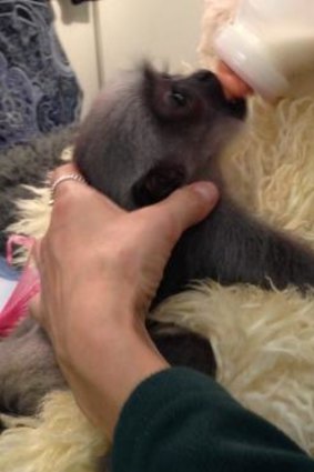 Baby Javan Gibbon Owa at Perth Zoo. 