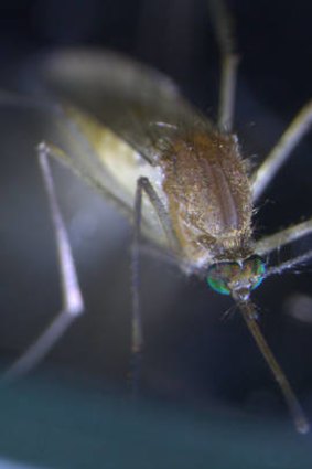A Culex pipiens mosquito, which can transmit viruses such as West Nile and Murray Valley encephalitis..  THE AGE . property . 22 OCTOBER 2012 . pic from CSIRO . story by Bridie Smith .